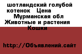 шотландский голубой котенок › Цена ­ 4 500 - Мурманская обл. Животные и растения » Кошки   